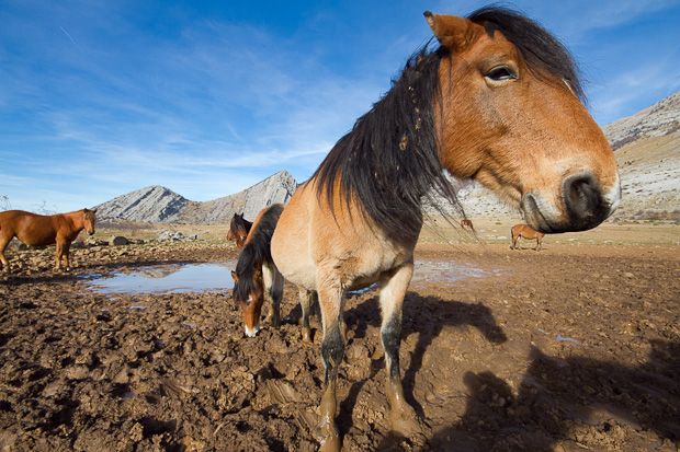 Divlji konji, foto: Leo Banić