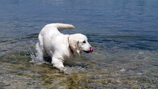 Zadar: Medjunarodna izlozba pasa CACIB 1. svibnja 2010.