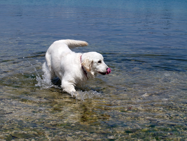 Zadar: Medjunarodna izlozba pasa CACIB 1. svibnja 2010.