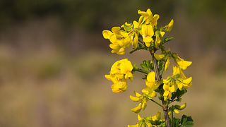 Priroda, cvijece, livada, sparoge, foto: Leo Banic