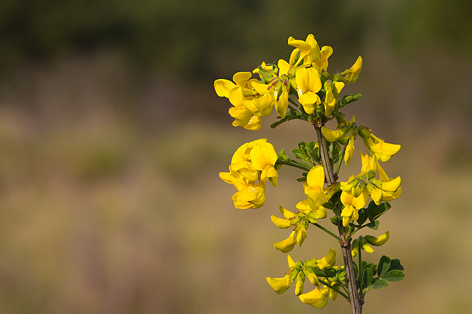 Priroda, cvijece, livada, sparoge, foto: Leo Banic