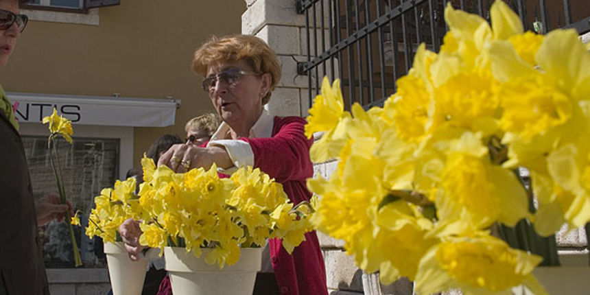 Dan Narcisa u Zadru Dan Narcisa u Zadru
