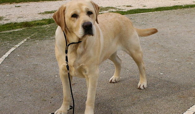 Dresura psa (Foto:kucni-ljubimci.net)