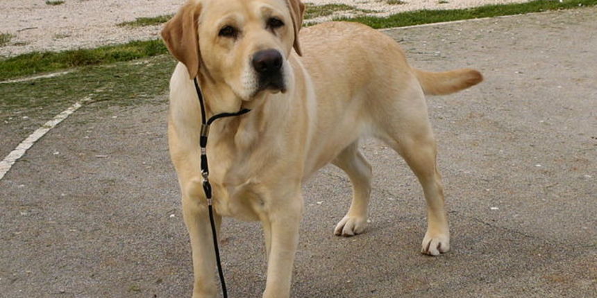 Dresura psa (Foto:kucni-ljubimci.net)