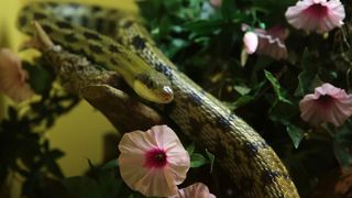 U Knezevoj palaci otvorena je izlozba djecjih radova na temu “Zmije – opasna ljepota”. Photo: Filip Brala/PIXSELL U Knezevoj palaci otvorena je izlozba djecjih radova na temu “Zmije – opasna ljepota”. Photo: Filip Brala/PIXSELL