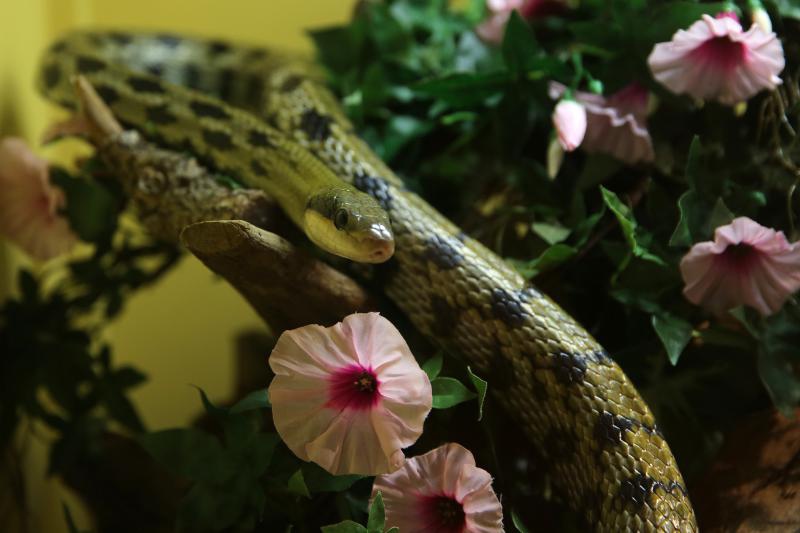 U Knezevoj palaci otvorena je izlozba djecjih radova na temu “Zmije – opasna ljepota”. Photo: Filip Brala/PIXSELL U Knezevoj palaci otvorena je izlozba djecjih radova na temu “Zmije – opasna ljepota”. Photo: Filip Brala/PIXSELL