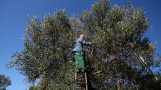 Pag, Lun, 221012.
Berba maslina u lunskom masliniku koji se nalazi kod mjesta Lun na otoku Pagu. Omedjen je suhozidima, prostire se na 400 hektara i sadrzi oko 80.000 stabala maslina. Najveci je maslinik u Hrvatskoj. U Lunskom masliniku rastu brojne jedin Pag, Lun, 221012.
Berba maslina u lunskom masliniku koji se nalazi kod mjesta Lun na otoku Pagu. Omedjen je suhozidima, prostire se na 400 hektara i sadrzi oko 80.000 stabala maslina. Najveci je maslinik u Hrvatskoj. U Lunskom masliniku rastu brojne jedin