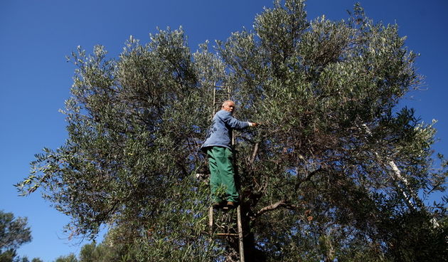 Pag, Lun, 221012.
Berba maslina u lunskom masliniku koji se nalazi kod mjesta Lun na otoku Pagu. Omedjen je suhozidima, prostire se na 400 hektara i sadrzi oko 80.000 stabala maslina. Najveci je maslinik u Hrvatskoj. U Lunskom masliniku rastu brojne jedin