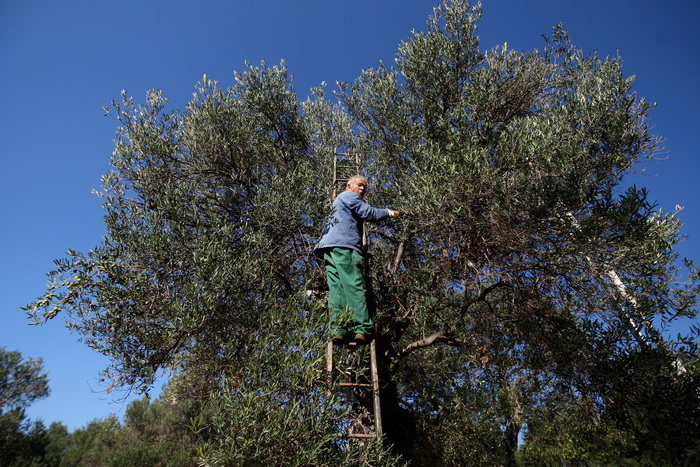 Pag, Lun, 221012.
Berba maslina u lunskom masliniku koji se nalazi kod mjesta Lun na otoku Pagu. Omedjen je suhozidima, prostire se na 400 hektara i sadrzi oko 80.000 stabala maslina. Najveci je maslinik u Hrvatskoj. U Lunskom masliniku rastu brojne jedin Pag, Lun, 221012.
Berba maslina u lunskom masliniku koji se nalazi kod mjesta Lun na otoku Pagu. Omedjen je suhozidima, prostire se na 400 hektara i sadrzi oko 80.000 stabala maslina. Najveci je maslinik u Hrvatskoj. U Lunskom masliniku rastu brojne jedin