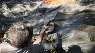 Pag, Lun, 221012.
Berba maslina u lunskom masliniku koji se nalazi kod mjesta Lun na otoku Pagu. Omedjen je suhozidima, prostire se na 400 hektara i sadrzi oko 80.000 stabala maslina. Najveci je maslinik u Hrvatskoj. U Lunskom masliniku rastu brojne jedin Pag, Lun, 221012.
Berba maslina u lunskom masliniku koji se nalazi kod mjesta Lun na otoku Pagu. Omedjen je suhozidima, prostire se na 400 hektara i sadrzi oko 80.000 stabala maslina. Najveci je maslinik u Hrvatskoj. U Lunskom masliniku rastu brojne jedin