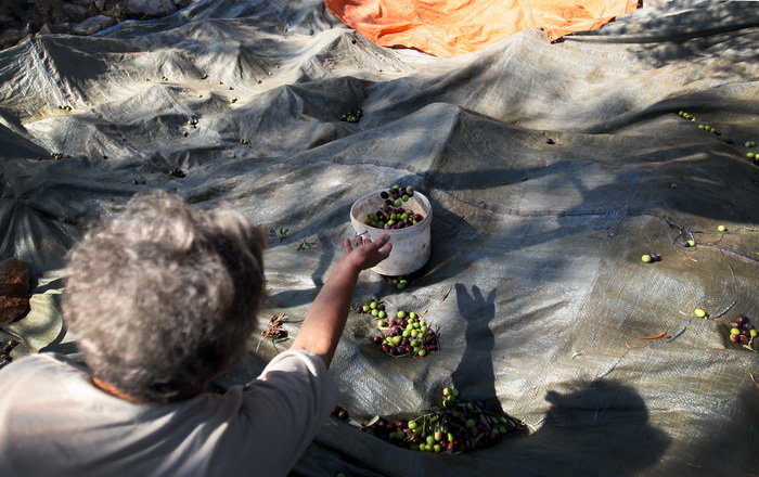 Pag, Lun, 221012.
Berba maslina u lunskom masliniku koji se nalazi kod mjesta Lun na otoku Pagu. Omedjen je suhozidima, prostire se na 400 hektara i sadrzi oko 80.000 stabala maslina. Najveci je maslinik u Hrvatskoj. U Lunskom masliniku rastu brojne jedin Pag, Lun, 221012.
Berba maslina u lunskom masliniku koji se nalazi kod mjesta Lun na otoku Pagu. Omedjen je suhozidima, prostire se na 400 hektara i sadrzi oko 80.000 stabala maslina. Najveci je maslinik u Hrvatskoj. U Lunskom masliniku rastu brojne jedin