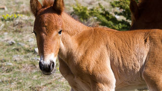 Divlji konji na Velebitu, foto: Leo Banić