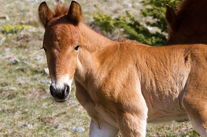 Divlji konji na Velebitu, foto: Leo Banić