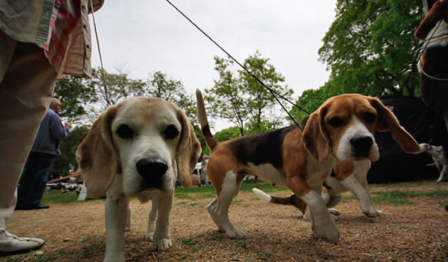 Međunarodna izložba pasa “CACIB ZADAR 2011”
