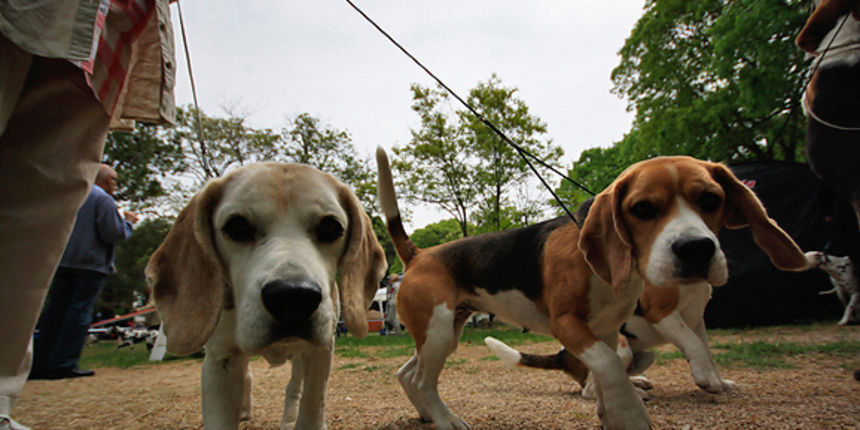 Međunarodna izložba pasa “CACIB ZADAR 2011” Međunarodna izložba pasa “CACIB ZADAR 2011”