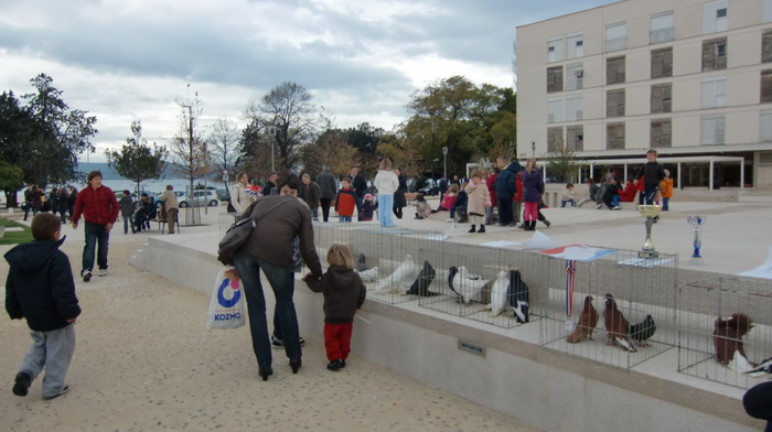 Izložba golubova na Poljani Ivana Pavla II. Izložba golubova na Poljani Ivana Pavla II.