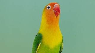 Pobjednici 33. Ornitoloskog prvenstva Hrvatske, Foto: Ivan Dilber Pobjednici 33. Ornitoloskog prvenstva Hrvatske, Foto: Ivan Dilber