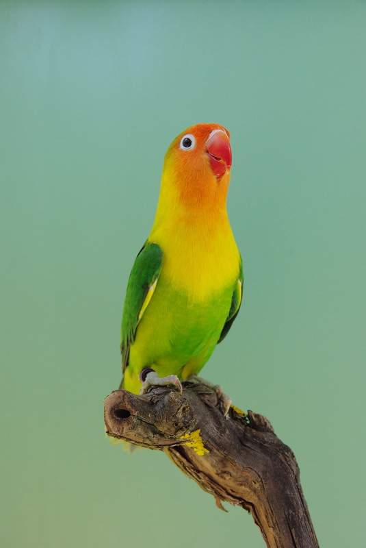 Pobjednici 33. Ornitoloskog prvenstva Hrvatske, Foto: Ivan Dilber Pobjednici 33. Ornitoloskog prvenstva Hrvatske, Foto: Ivan Dilber