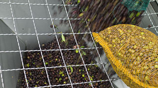 Večer u uljari, Foto: Leo Banić