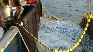 Posada plivarice “Tuljan dva” u jednu noć ulovila rekordnih 42 tone srdela, foto: Posada