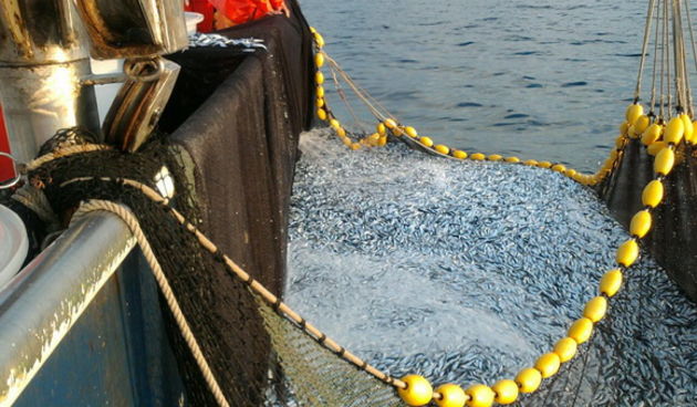 Posada plivarice “Tuljan dva” u jednu noć ulovila rekordnih 42 tone srdela, foto: Posada