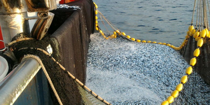 Posada plivarice “Tuljan dva” u jednu noć ulovila rekordnih 42 tone srdela, foto: Posada Posada plivarice “Tuljan dva” u jednu noć ulovila rekordnih 42 tone srdela, foto: Posada