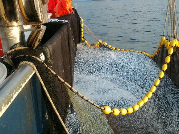 Posada plivarice “Tuljan dva” u jednu noć ulovila rekordnih 42 tone srdela, foto: Posada
