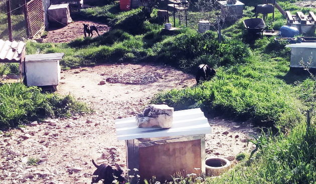 Pit bullovi u park šumi Musapstan