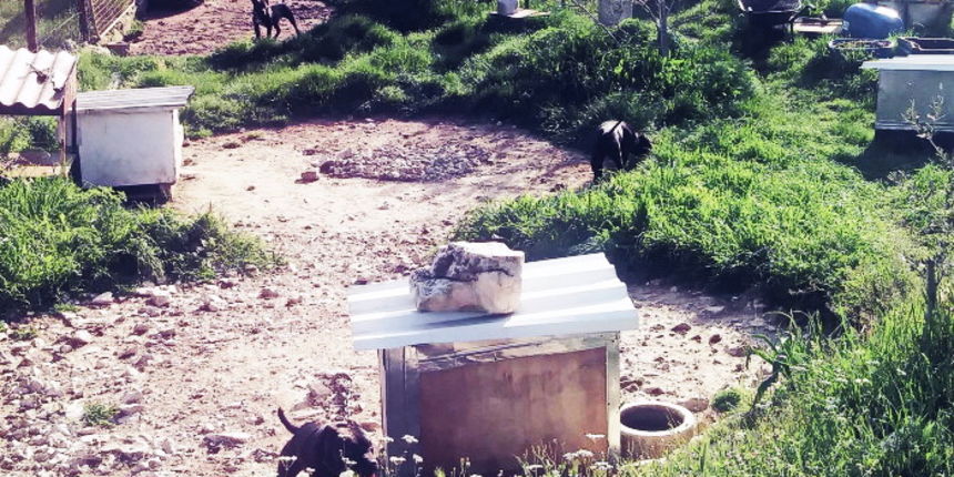 Pit bullovi u park šumi Musapstan Pit bullovi u park šumi Musapstan