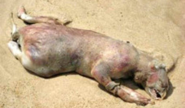 Čudovište (Foto: dnevnik.hr)