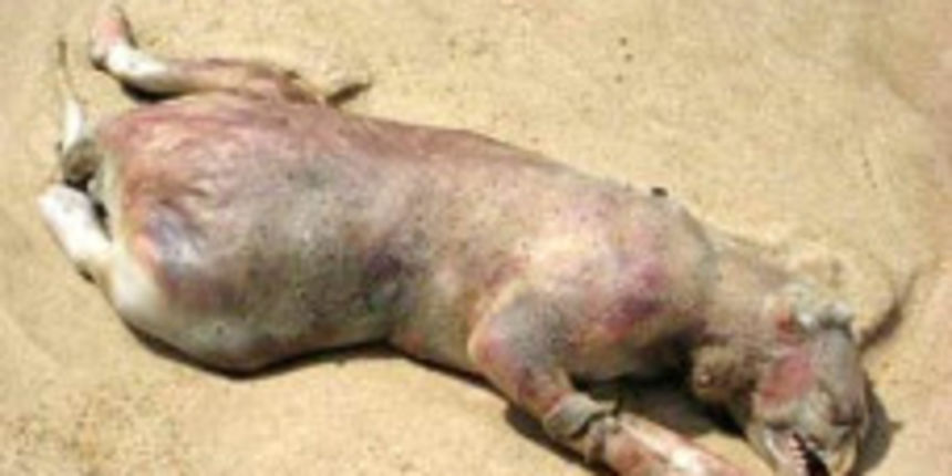 Čudovište (Foto: dnevnik.hr) Čudovište (Foto: dnevnik.hr)