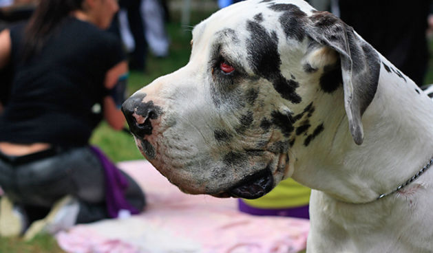 Međunarodna izložba pasa “CACIB ZADAR 2011”