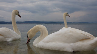 Labudovi u Bibinjama 10. siječnja 2013, Foto: Leo Banić