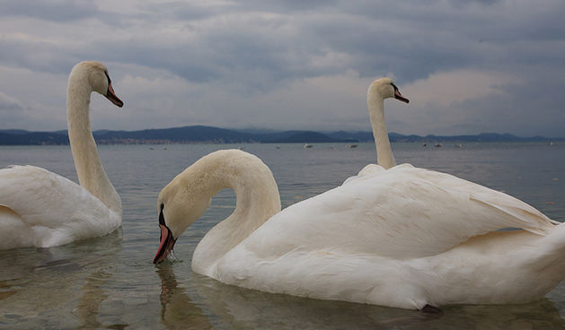 Labudovi u Bibinjama 10. siječnja 2013, Foto: Leo Banić