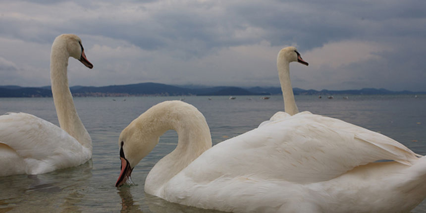 Labudovi u Bibinjama 10. siječnja 2013, Foto: Leo Banić