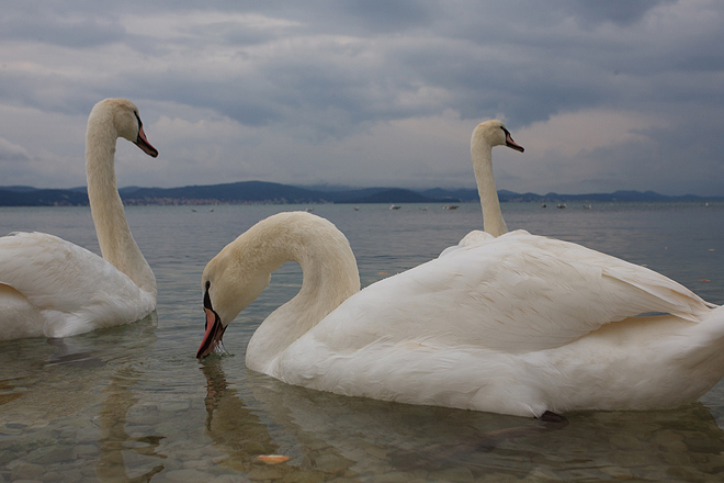 Labudovi u Bibinjama 10. siječnja 2013, Foto: Leo Banić