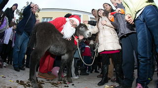 Sveta Luce u Bibinjama 13. prosinca 2013.  Foto: Leo Banić