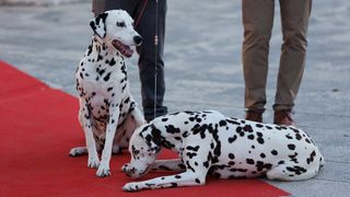 Red Carpet Dalmatian Walk @Trg pet bunara Red Carpet Dalmatian Walk @Trg pet bunara