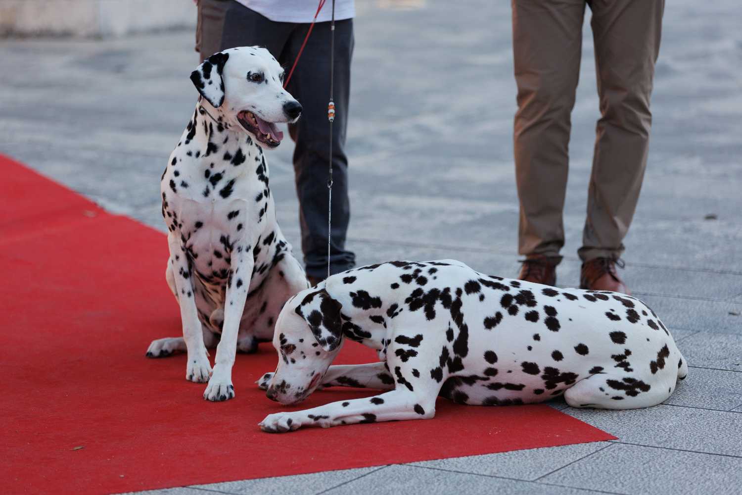 Red Carpet Dalmatian Walk @Trg pet bunara Red Carpet Dalmatian Walk @Trg pet bunara