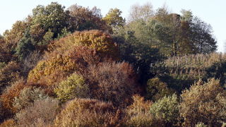 Varazdin, 301010.
Na podrucju brdovitog dijela opcine Vinice, koja je udaljena petnaest-ak kilometara od Varazdina ovih dana se moze vidjeti predivan spektar boja koje su nam dostupne samo nekoliko dana u godini.
Naime, pocetak opadanja lisca s drveca i p Varazdin, 301010.
Na podrucju brdovitog dijela opcine Vinice, koja je udaljena petnaest-ak kilometara od Varazdina ovih dana se moze vidjeti predivan spektar boja koje su nam dostupne samo nekoliko dana u godini.
Naime, pocetak opadanja lisca s drveca i p