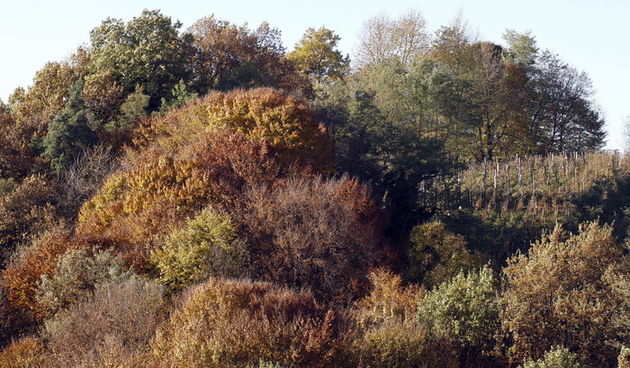 Varazdin, 301010.
Na podrucju brdovitog dijela opcine Vinice, koja je udaljena petnaest-ak kilometara od Varazdina ovih dana se moze vidjeti predivan spektar boja koje su nam dostupne samo nekoliko dana u godini.
Naime, pocetak opadanja lisca s drveca i p
