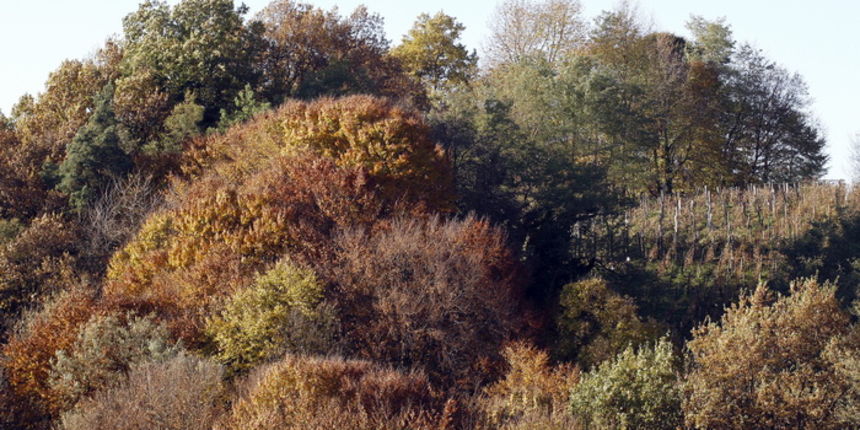 Varazdin, 301010.
Na podrucju brdovitog dijela opcine Vinice, koja je udaljena petnaest-ak kilometara od Varazdina ovih dana se moze vidjeti predivan spektar boja koje su nam dostupne samo nekoliko dana u godini.
Naime, pocetak opadanja lisca s drveca i p Varazdin, 301010.
Na podrucju brdovitog dijela opcine Vinice, koja je udaljena petnaest-ak kilometara od Varazdina ovih dana se moze vidjeti predivan spektar boja koje su nam dostupne samo nekoliko dana u godini.
Naime, pocetak opadanja lisca s drveca i p