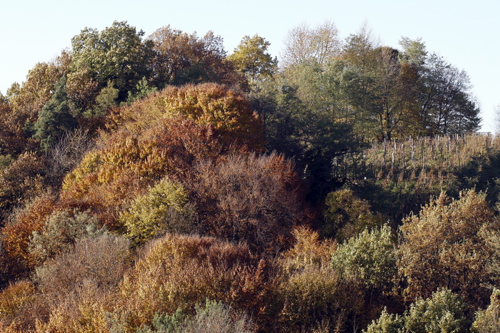 Varazdin, 301010.
Na podrucju brdovitog dijela opcine Vinice, koja je udaljena petnaest-ak kilometara od Varazdina ovih dana se moze vidjeti predivan spektar boja koje su nam dostupne samo nekoliko dana u godini.
Naime, pocetak opadanja lisca s drveca i p Varazdin, 301010.
Na podrucju brdovitog dijela opcine Vinice, koja je udaljena petnaest-ak kilometara od Varazdina ovih dana se moze vidjeti predivan spektar boja koje su nam dostupne samo nekoliko dana u godini.
Naime, pocetak opadanja lisca s drveca i p