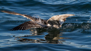 Jutarnja svađa galebova, foto: Leo Banić