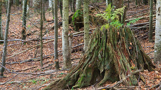 Lička jesen u znaku gljiva, Foto: Leo Banić