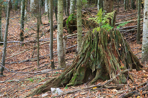 Lička jesen u znaku gljiva, Foto: Leo Banić