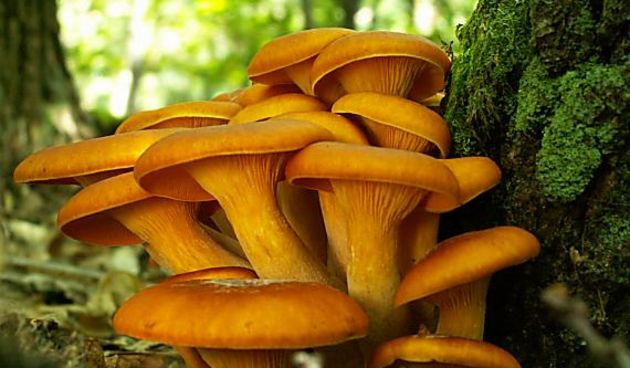 Lisičarke(fotonahuby.sk)