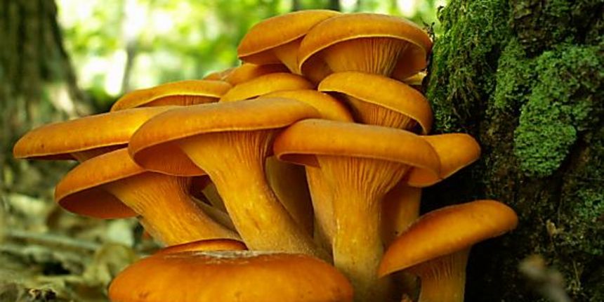 Lisičarke(fotonahuby.sk)