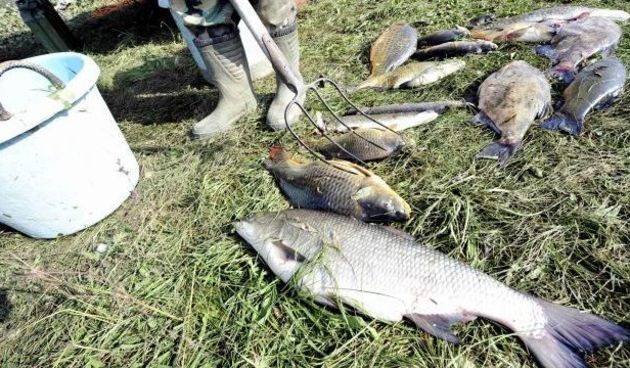 Mađarska, pomor ribe