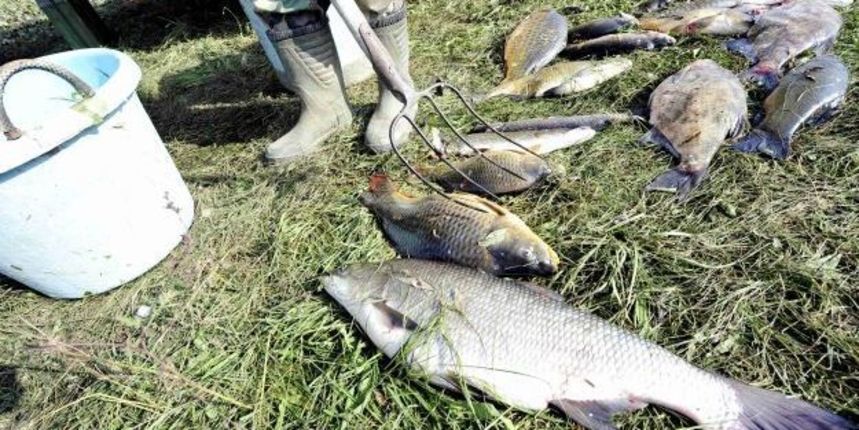 Mađarska, pomor ribe Mađarska, pomor ribe
